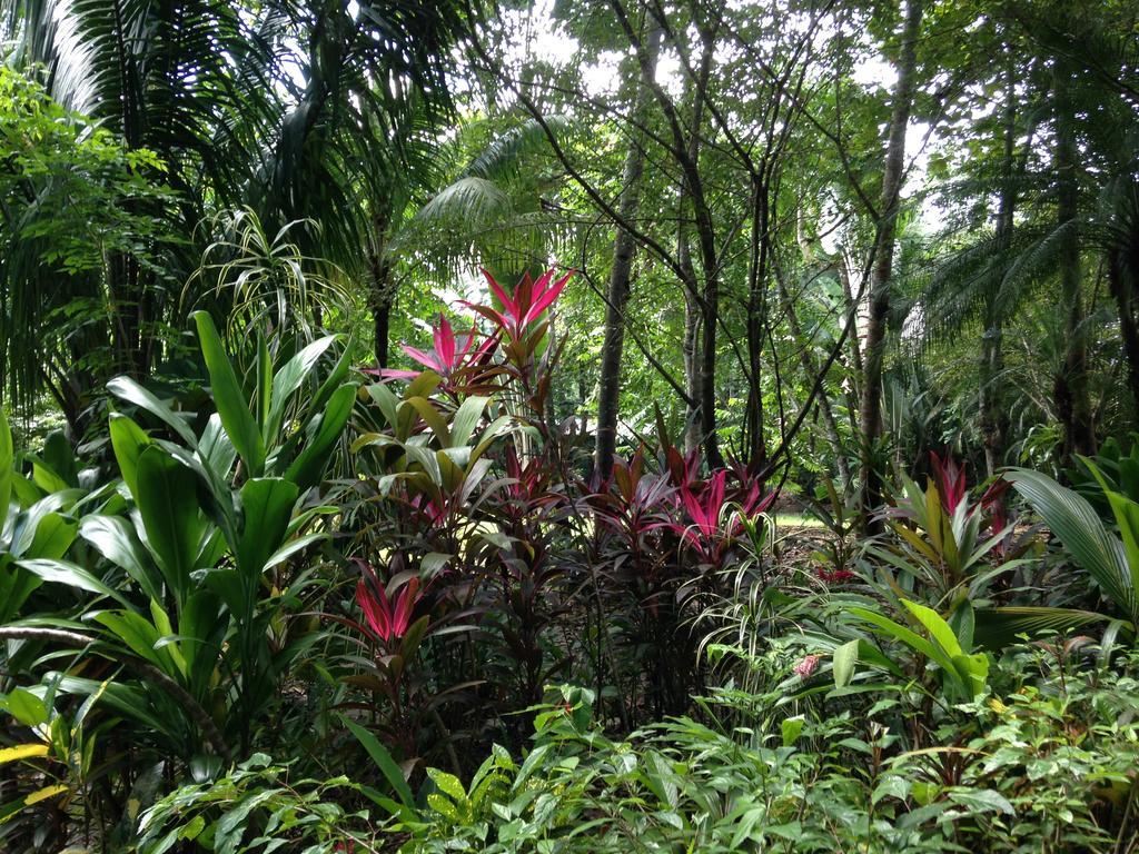 Casa Manglar Villa Puerto Jimenez Ngoại thất bức ảnh
